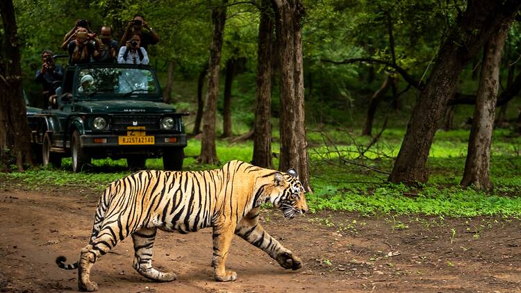 ranthambore national park, rajasthan, India - August 10, 2018 - wild royal bengal tiger in open during monsoon season and wildlife lovers or tourist or traveler are click images on safari vehicle