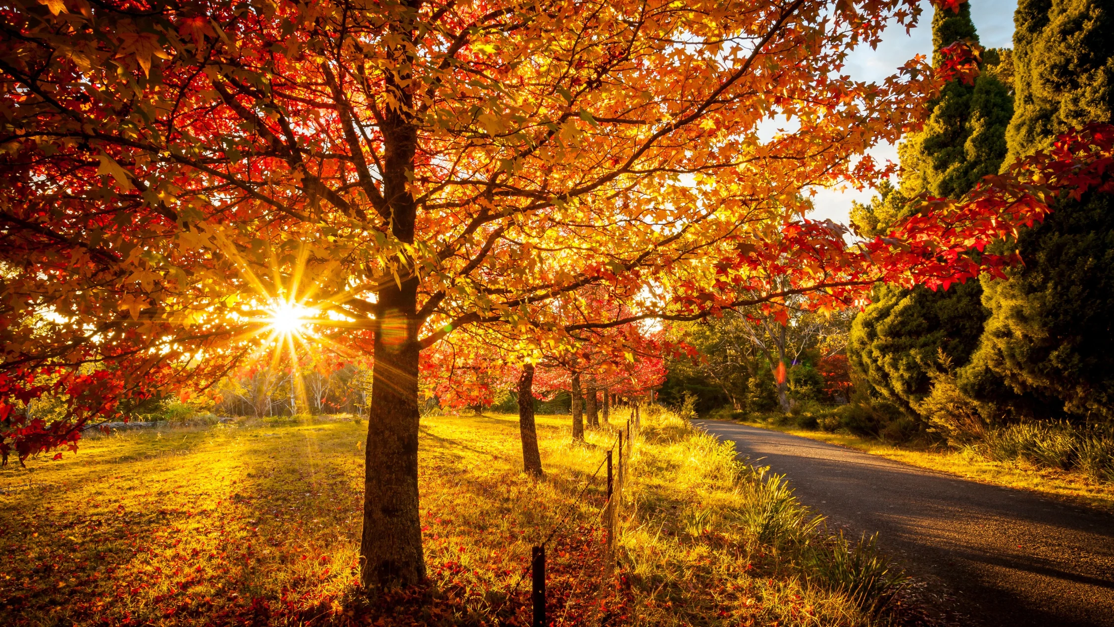Mount Wilson Blue Mountains