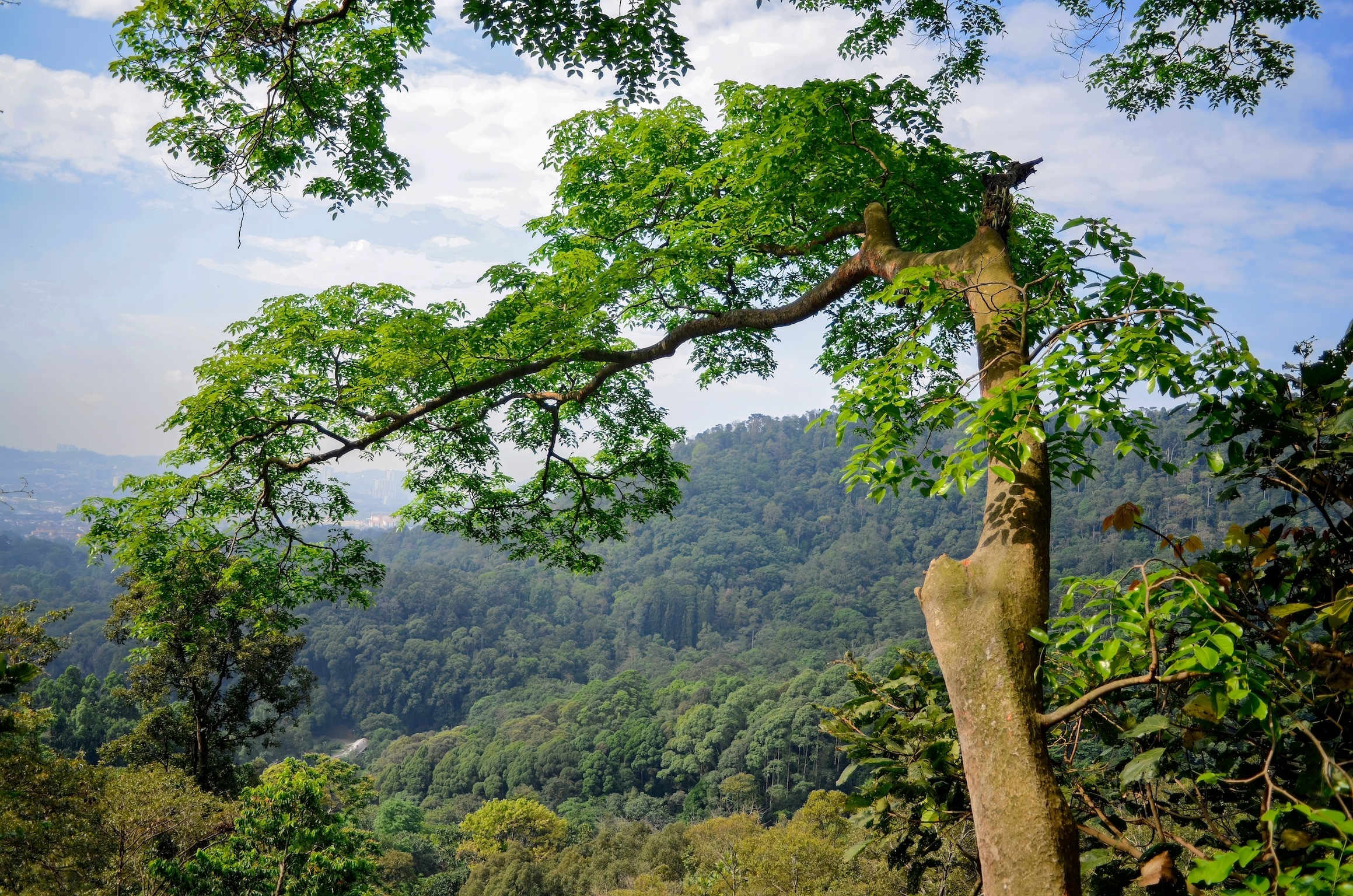 关于马来西亚被联合国教科文组织列为世界遗产的森林您需要了解的一切