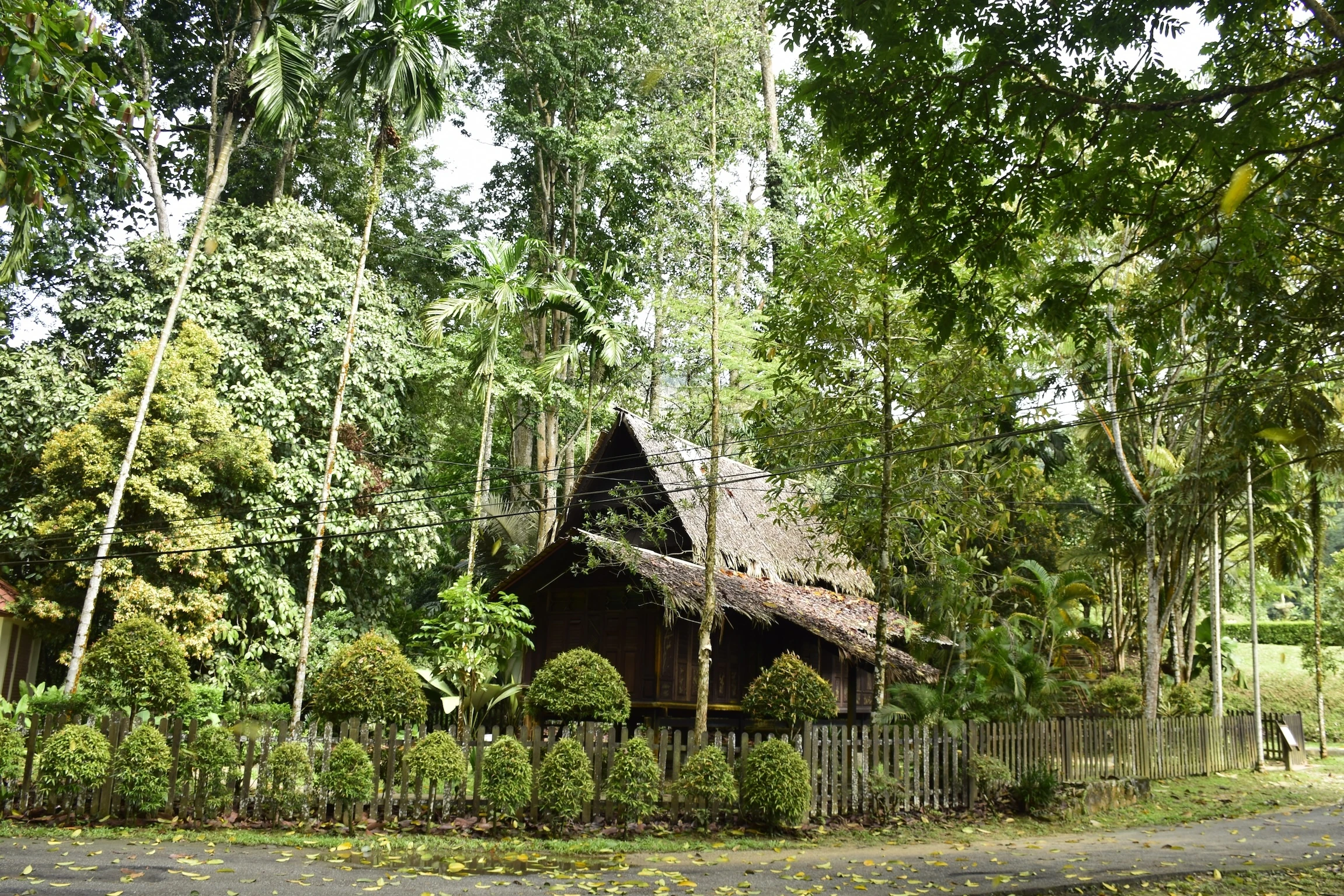 &lrm;Kepong, Malaysia - &lrm;December 28th &lrm;2016: The Scenary at FRIM Forest. The Forest Research Institute Malaysia (FRIM). 