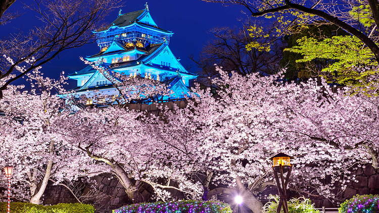 Cherry blossom illumination at Nishinomaru Garden
