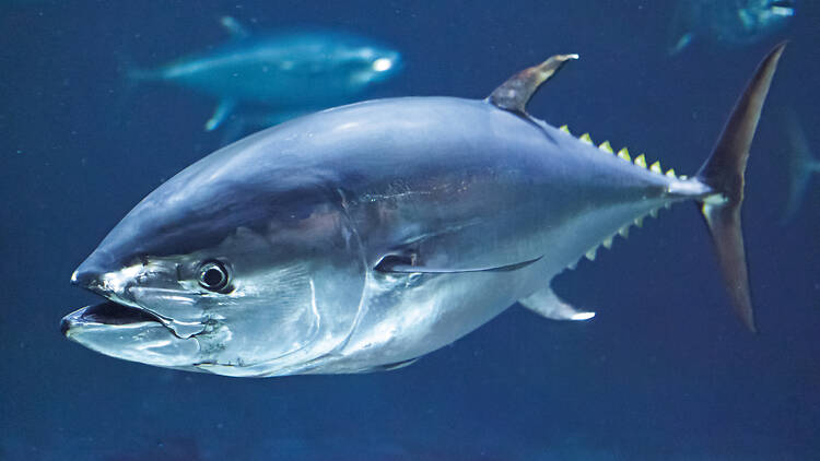 Surround yourself with tuna and sharks at Tokyo Sea Life Park