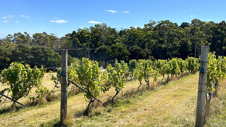 Long lunch at Bruny Island Premium Wines