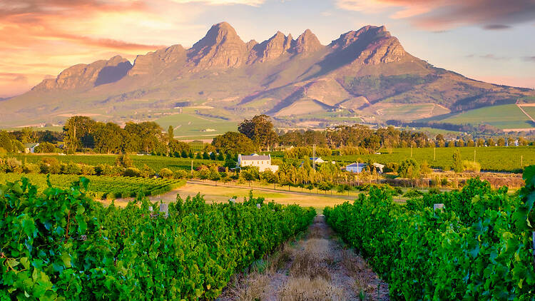 Vineyard landscape at sunset with mountains in Stellenbosch, near Cape Town, South Africa. wine grapes on vine in vineyard,