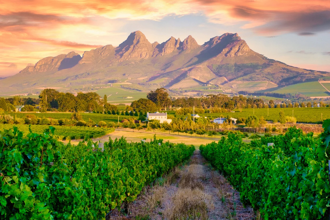 Vineyard landscape at sunset with mountains in Stellenbosch, near Cape Town, South Africa. wine grapes on vine in vineyard,