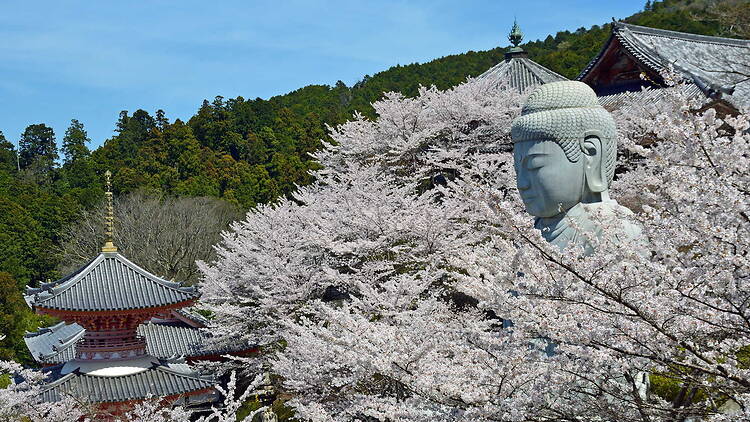 Tsubosaka-dera Temple