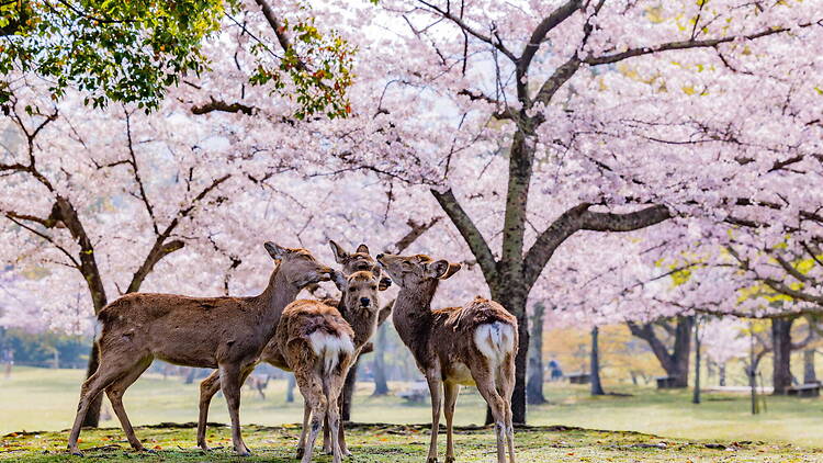 Nara Park