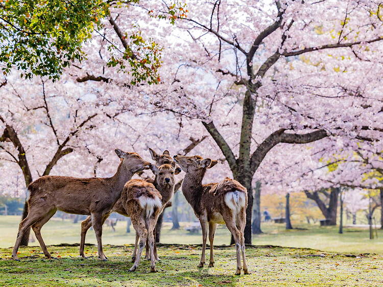 Nara Park