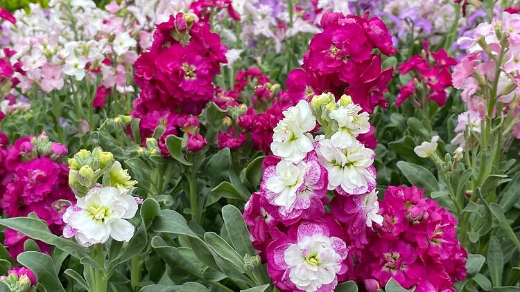 Hong Kong Flower Show Stock