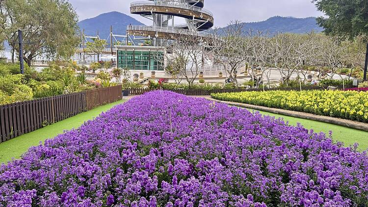 Hong Kong Flower Show