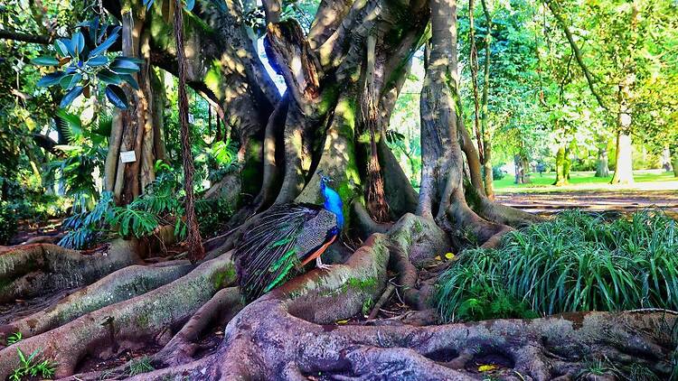 Jardim Botânico Tropical