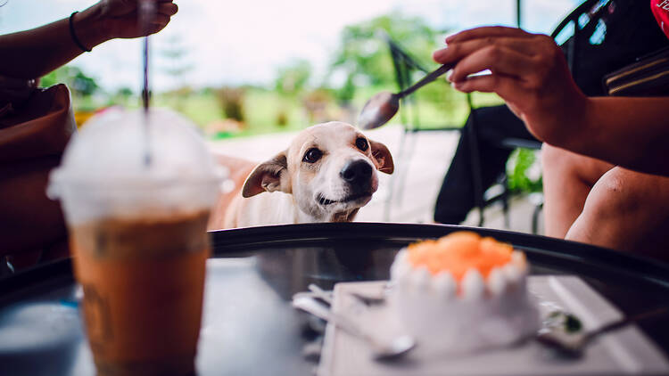 The 8 best pet-friendly restaurants in and around Durban