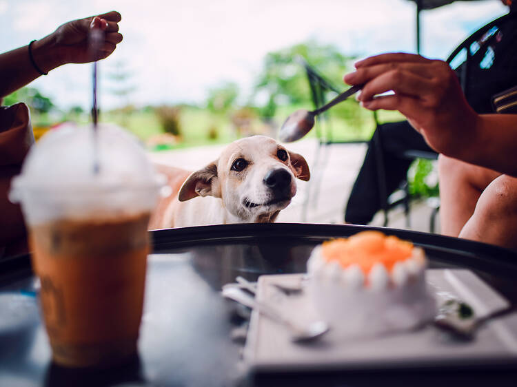 The 8 best pet-friendly restaurants in and around Durban