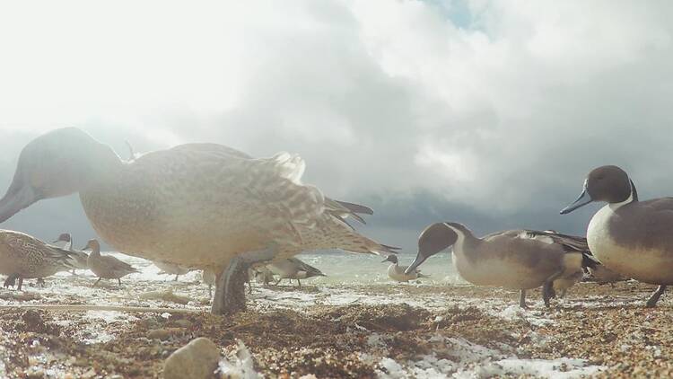 「となりのスクリーン」〜 アートディレクターが選ぶ映像オムニバス〜