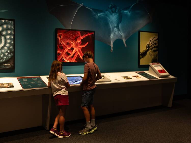 Discover bloodsuckers at the Australian Museum