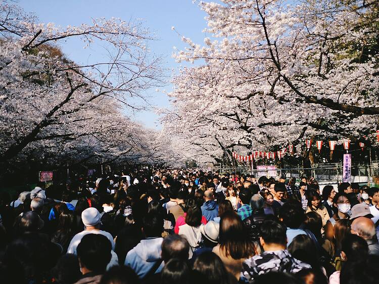 Ultimate guide to the 2026 cherry blossom season in Tokyo Ultimate guide to the 2026 cherry blossom season in Tokyo