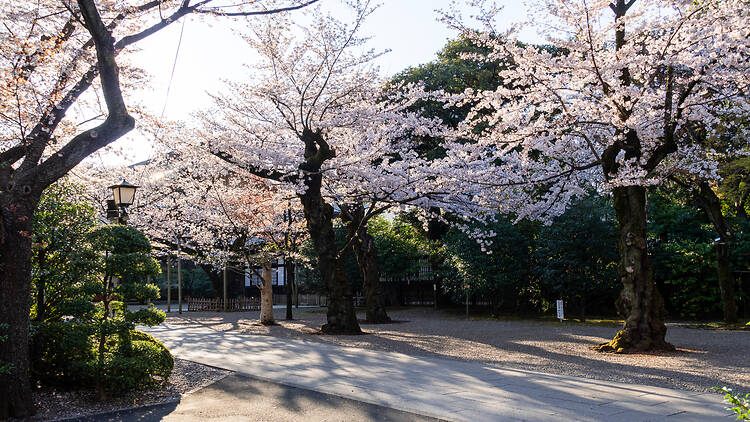 Cherry blossoms at Yasukuni Shrine