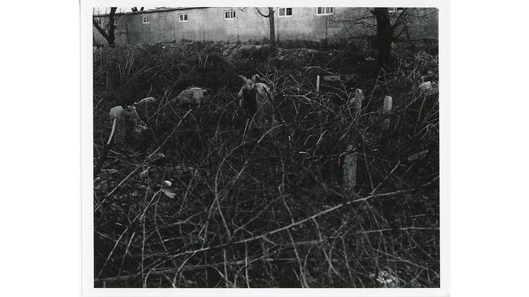 金村修 展 SKELETON GOATS DUST STORMS