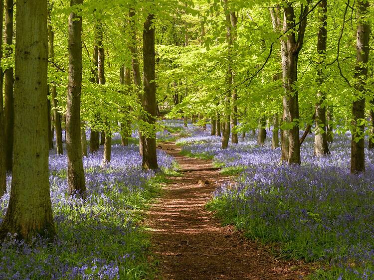 Hertfordshire’s Ashridge Estate Hertfordshire’s Ashridge Estate