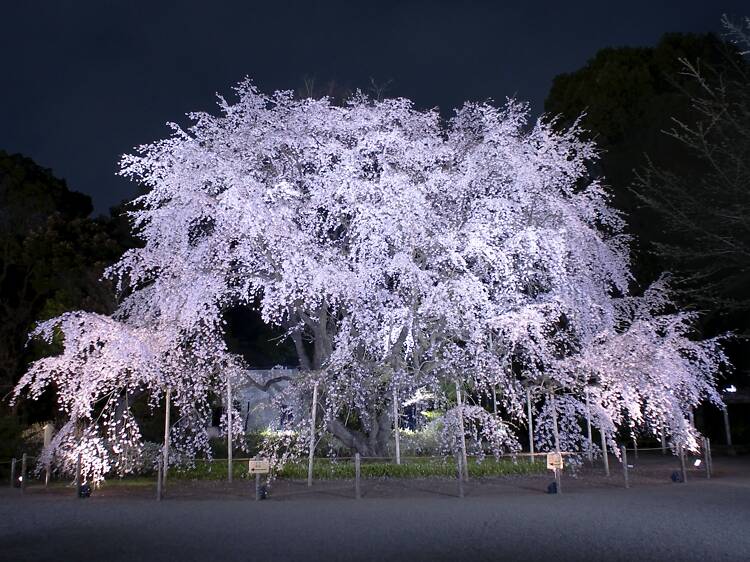 16 spectacular cherry blossom illuminations in Tokyo in 2026