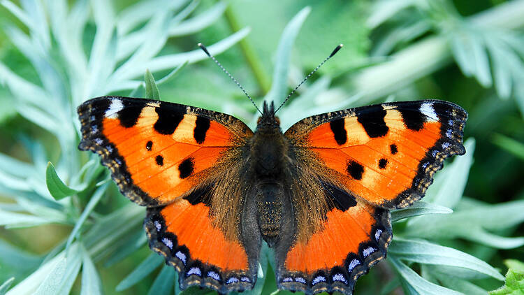 the large tortoiseshell butterfly the large tortoiseshell butterfly