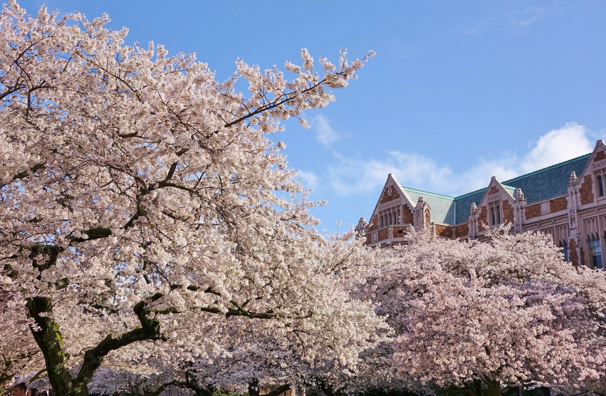 Cherry blossoms at the University of Washington in Seattle
