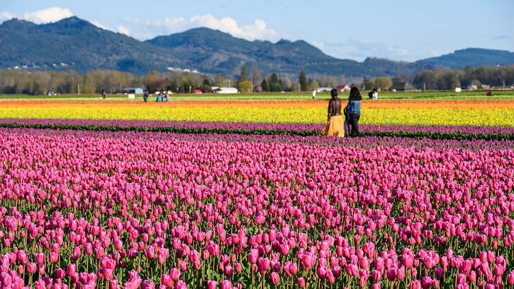 RoozenGaarde Farm, Skagit Valley Tulip Festival