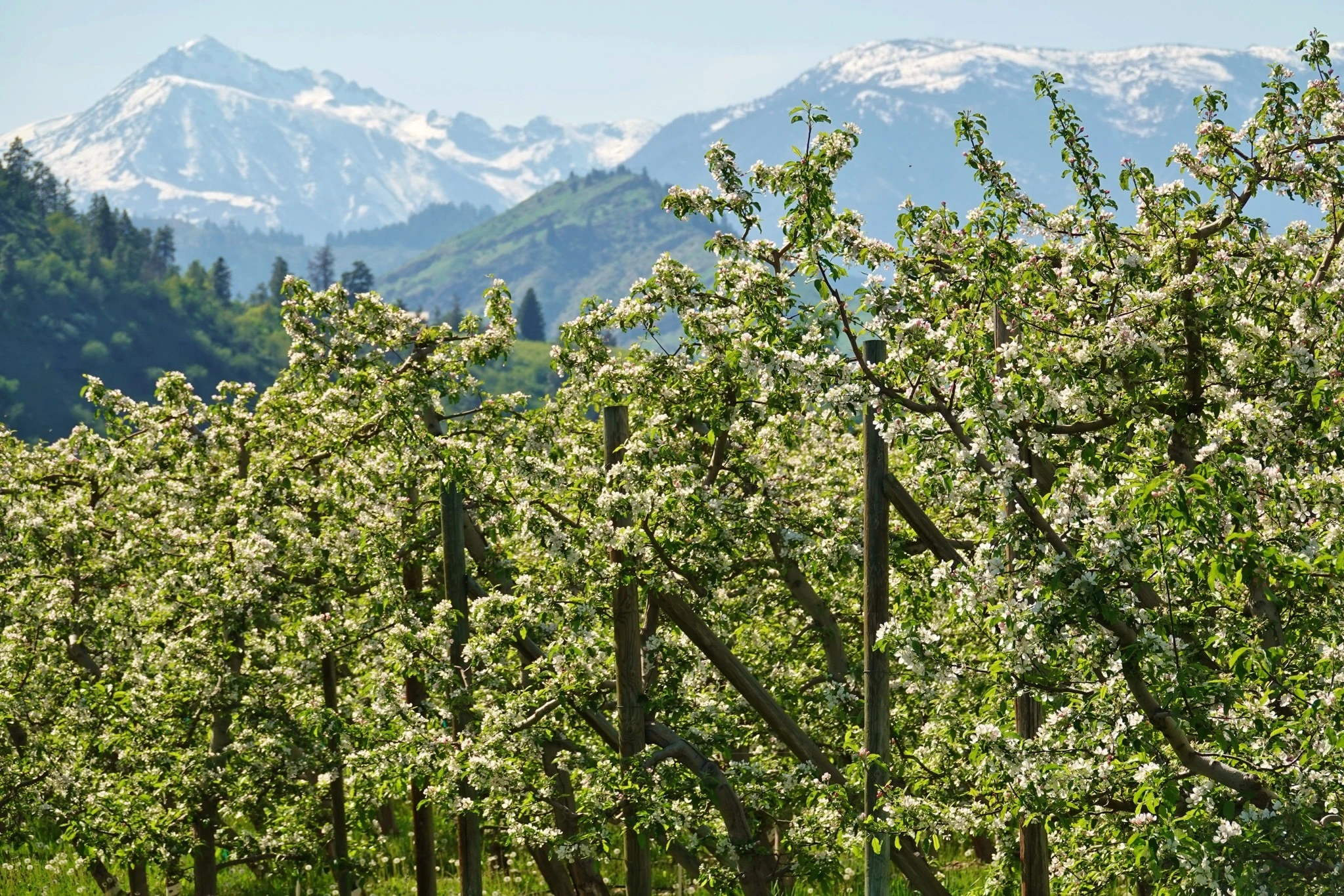 Apple blossoms in Wenatchee, WA