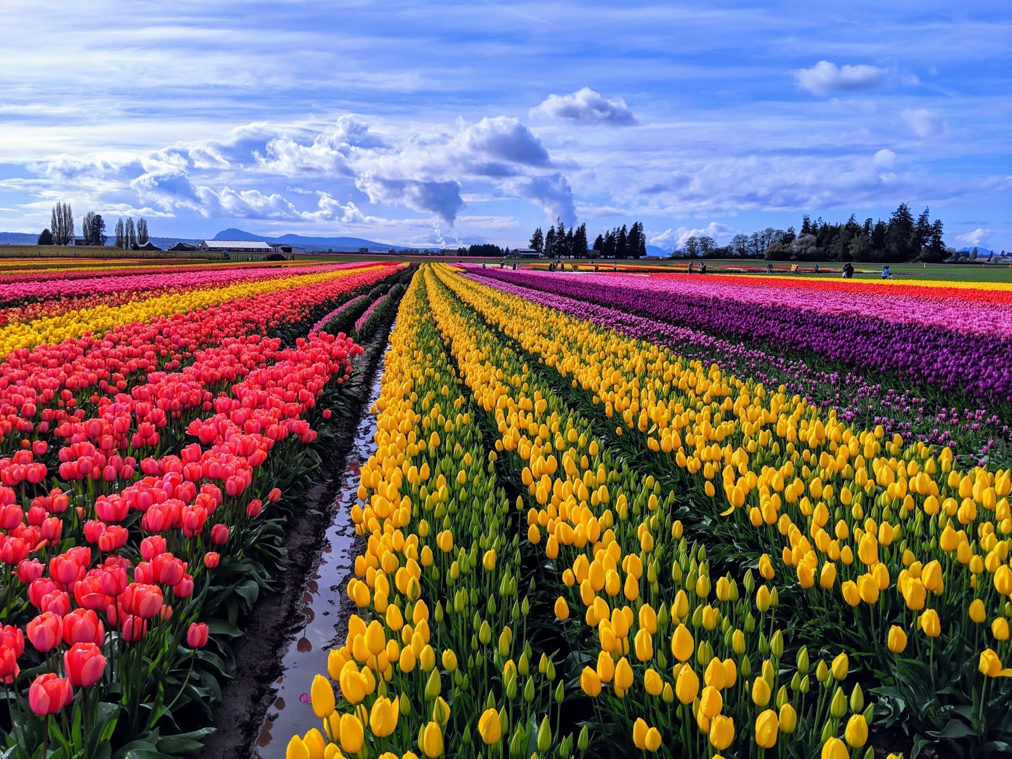 Skagit Valley tulips