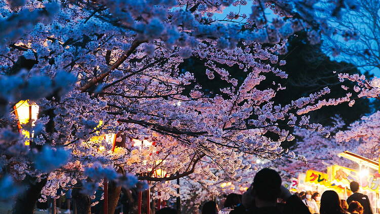 Hiokayama Park Cherry Blossom Lantern Illumination