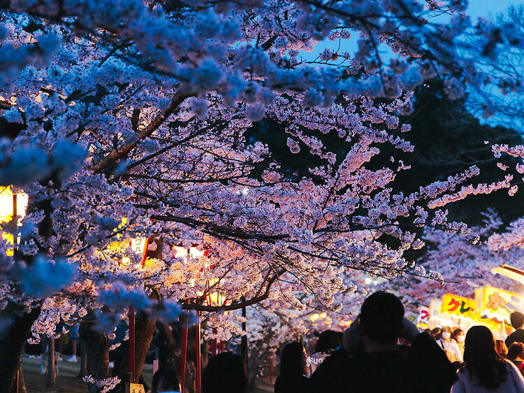 Hiokayama Park Cherry Blossom Lantern Illumination, Hyogo