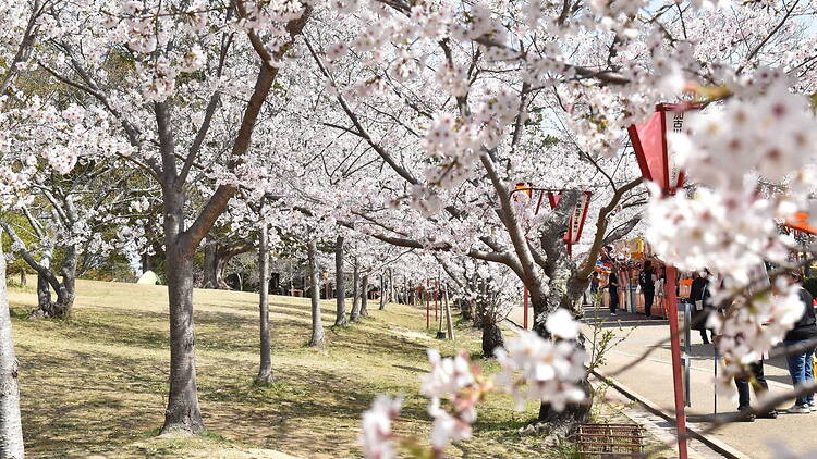 Hiokayama Park Cherry Blossom Lantern Illumination