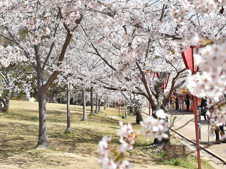 Hiokayama Park Cherry Blossom Lantern Illumination, Hyogo Hiokayama Park Cherry Blossom Lantern Illumination, Hyogo