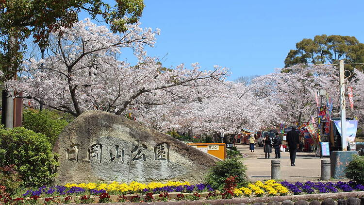 Hiokayama Park Cherry Blossom Lantern Illumination