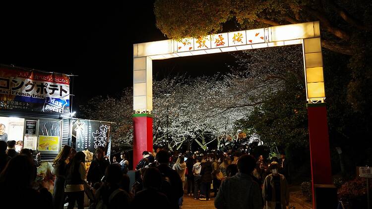 Atsumori Cherry Blossom Viewing Festival Atsumori Cherry Blossom Viewing Festival