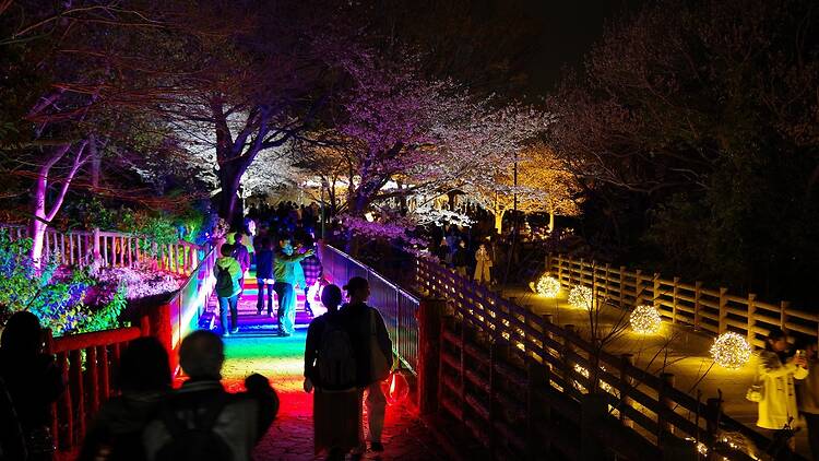 Atsumori Cherry Blossom Viewing Festival Atsumori Cherry Blossom Viewing Festival