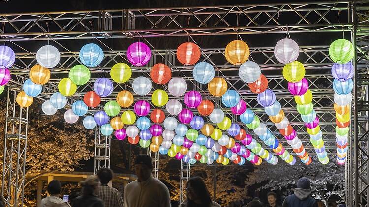 Atsumori Cherry Blossom Viewing Festival Atsumori Cherry Blossom Viewing Festival