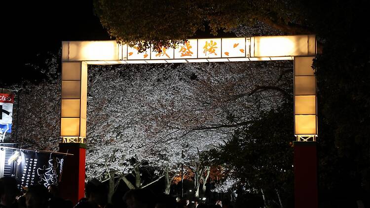 Atsumori Cherry Blossom Viewing Festival Atsumori Cherry Blossom Viewing Festival