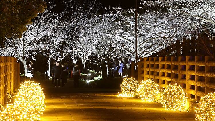 Atsumori Cherry Blossom Viewing Festival Atsumori Cherry Blossom Viewing Festival