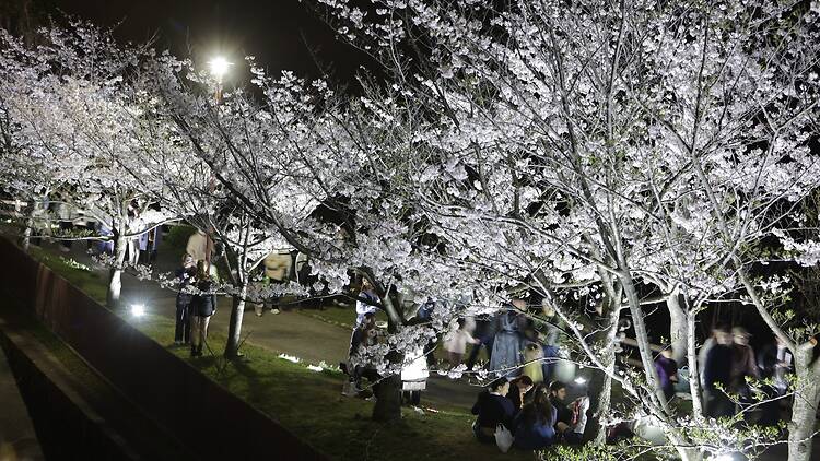 Atsumori Cherry Blossom Viewing Festival Atsumori Cherry Blossom Viewing Festival