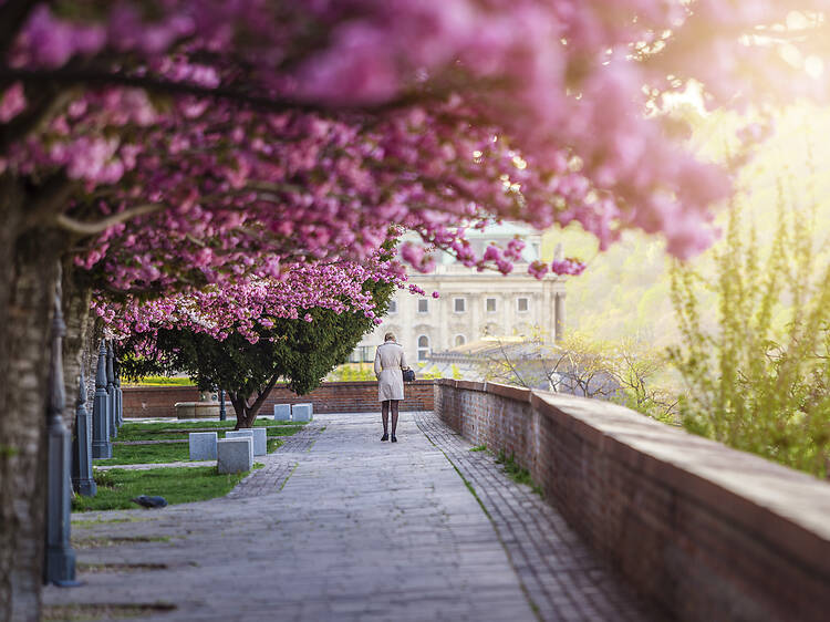 Tóth Árpád sétány Tóth Árpád sétány