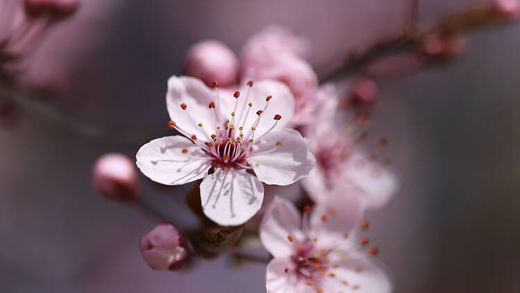 Zuglói japánkert Zuglói japánkert