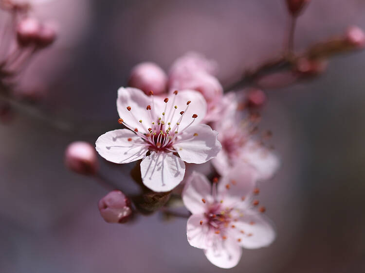 Zuglói japánkert Zuglói japánkert