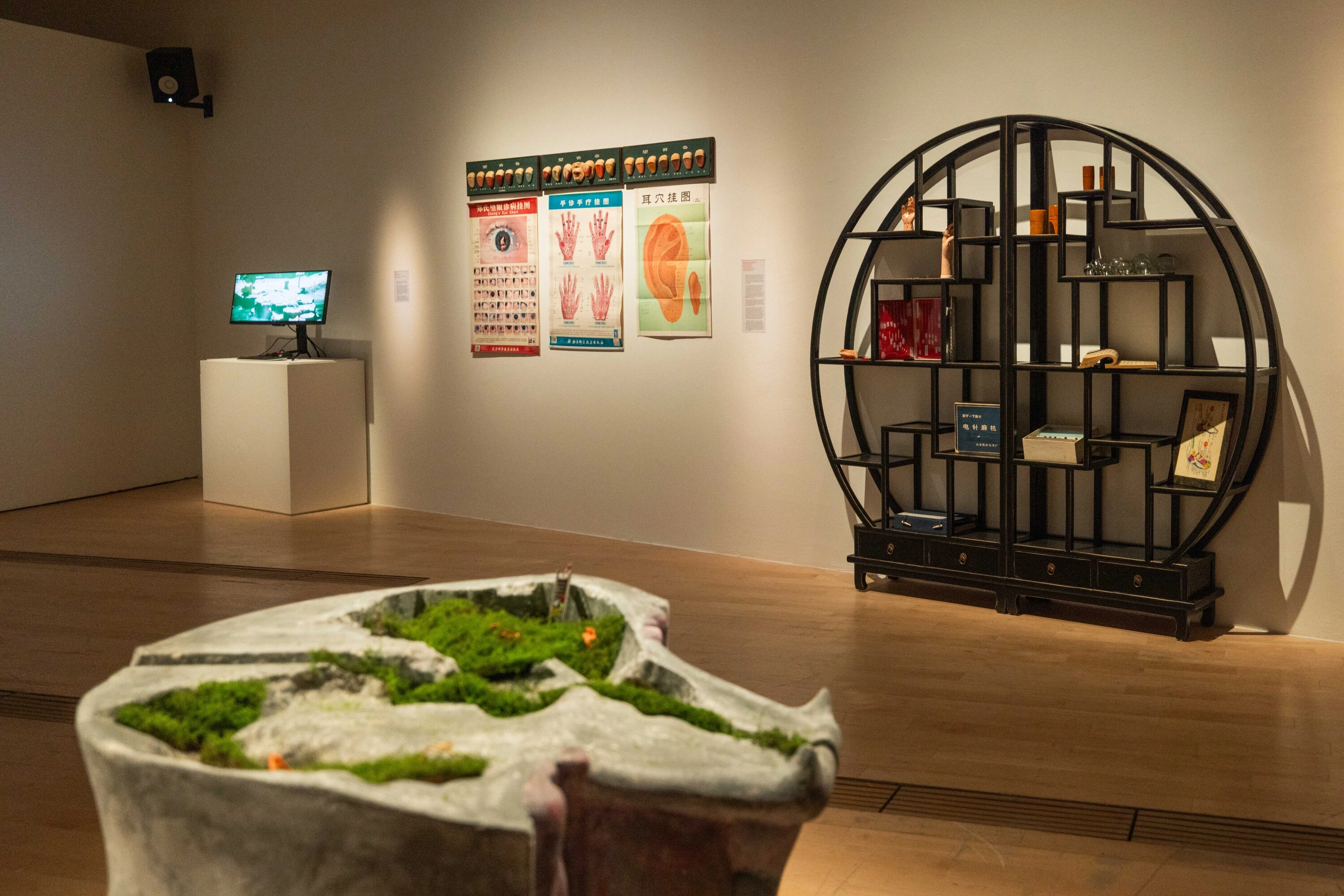 Tongue Diagnosis Display and various Traditional Chinese Medicine Intruments and works in the background