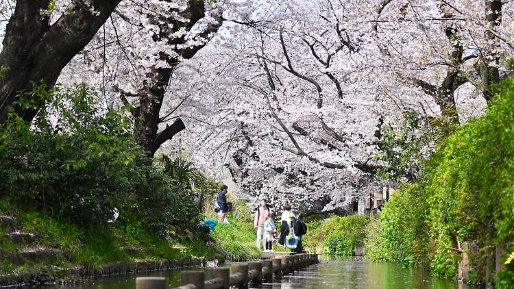 10 best cherry blossom day trips from Tokyo