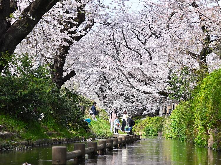 10 best cherry blossom day trips from Tokyo