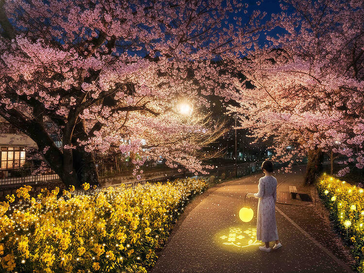 NAKED Night Stroll: Kyoto, Yamashina cherry blossom illumination