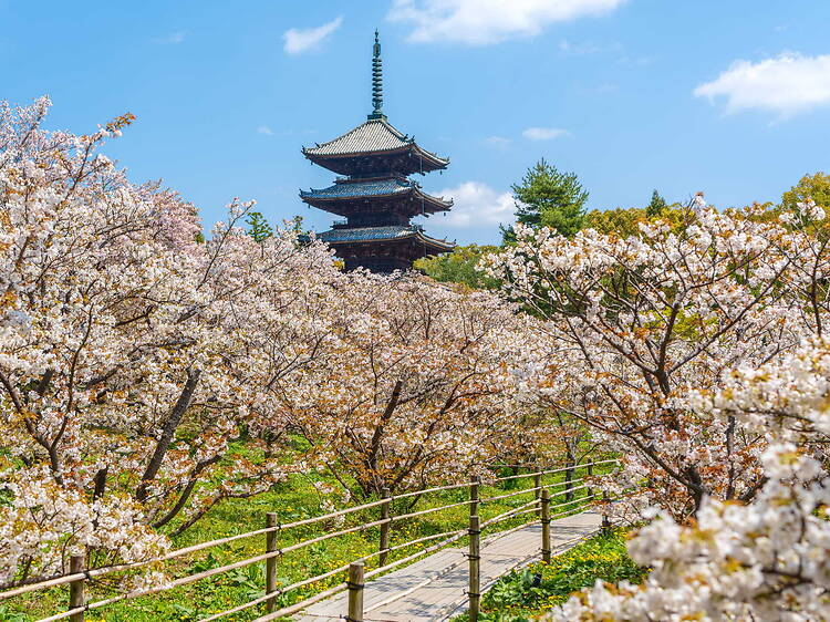 Ninnaji Omuro Flower Festival 2026, Kyoto