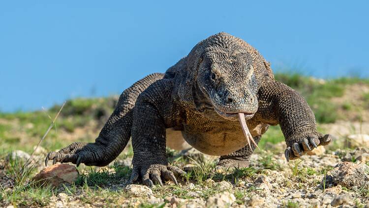 Get close to Komodo dragons