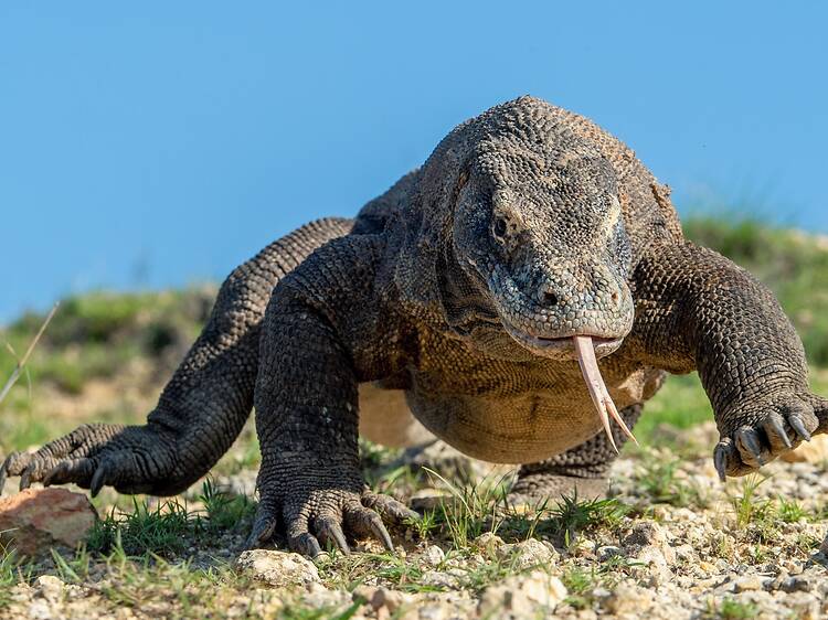 Get close to Komodo dragons